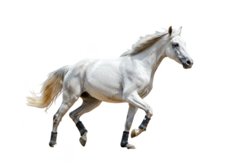 Isolated Image Of White Horse Running Animal With Transparent Background