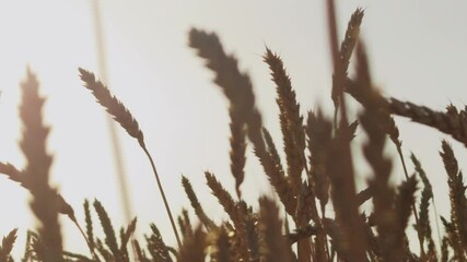 Agriculture produces wheat on the farm. The farm harvests wheat for grain. The farm relies on agriculture for wheat crops. Agriculture and farms depend on wheat and grain harvest.