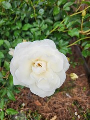 yellow rose in garden