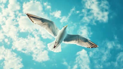 Image of seagull is flying, Seagull background.