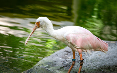 roseate spoonbill