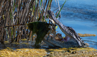 alligator in swampy water