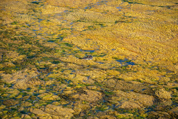 alligator in swampy water
