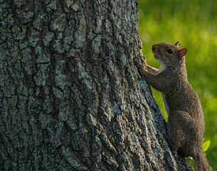 Squirrel in a Tree