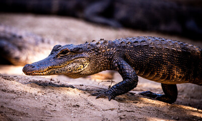 close up of an alligator