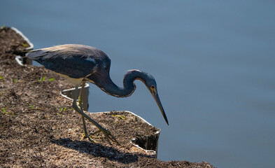 great blue heron