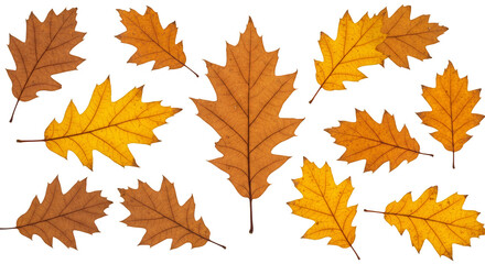 Isolated Oak Leaves Foliage Pattern in Transparent Background Autumn Theme