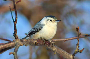 black-capped chickadee on a branch