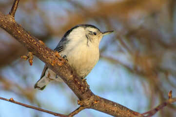 black-capped chickadee on a branch