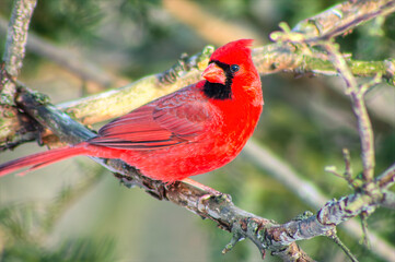 red cardinal on branch