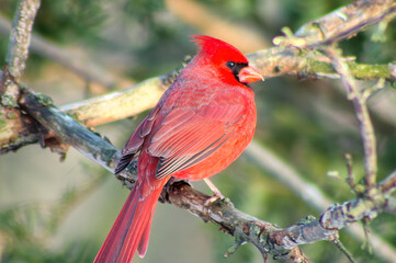 cardinal on a branch