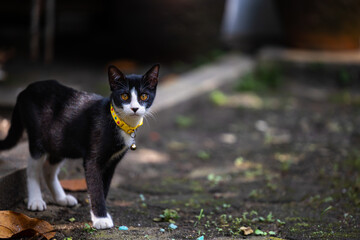 black white cat on the yard