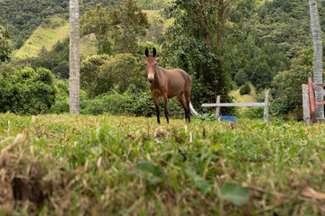 A lone brown horse stands gracefully in a vibrant green field, framed by lush hills and tall trees...