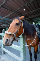 Noble Gaze of a Brown Horse
