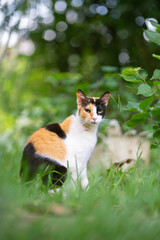 Curious Calico in Green Pastures