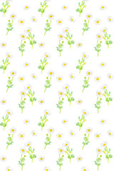 カモミールのシームレスパターン　手描き水彩イラスト背景素材