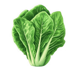 A vibrant depiction of bok choy with lush green leaves and crisp white stalks on a black background on transparent background