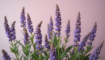 Naklejka premium Close up of purple veronica flower spikes against pink background.
