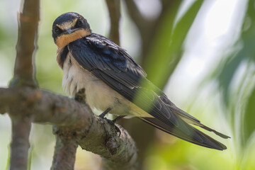 Barn swallow perched on a branch.