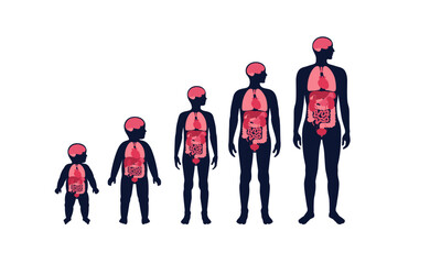 Internal organs in the male body