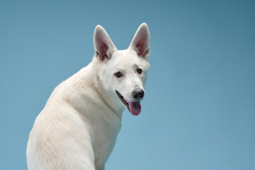 A white shepherd dog turns its head slightly, gazing into the distance with a calm expression. The...