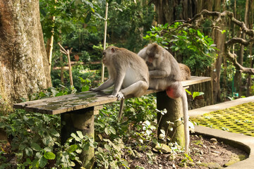 Cute monkeys sitting on wooden bench in park