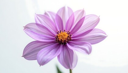 Obraz premium Close-up of a purple Dahlia flower with a golden center against white.