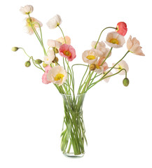 Bouquet of beautiful poppy flowers isolated on white