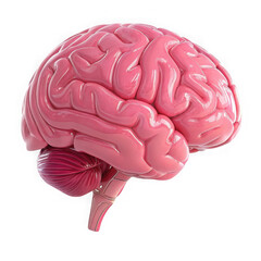 Anatomical rendering of a human brain showing the cerebrum cerebellum and brainstem in pink hues on transparent background