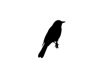 Abstract Black Background With Colorful Dots And Lights Sparkles Night