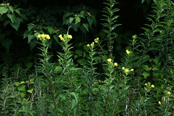 Evening primrose (Oenothera biennis) flowers. A biennial plant of the Onagraceae family native to North America. Yellow four-petal flowers bloom in summer.