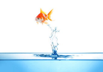 Beautiful bright goldfish jumping out of water on white background