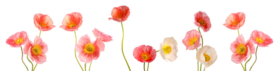 Obraz premium Beautiful poppy flowers on white background, set. Meadow plant