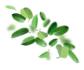 Fresh green leaves flying on white background