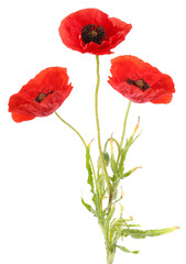 Obraz premium Bright red poppy flowers on white background. Meadow plant