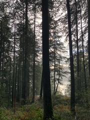 Obraz premium Winter Rain Hike Through the Forest to Quarry Rock, North Vancouver