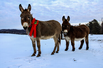 Naklejka premium donkey in winter