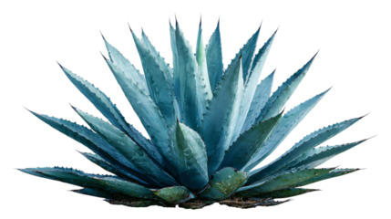 Blue agave or aloe vera plant in natural form, isolated on transparent