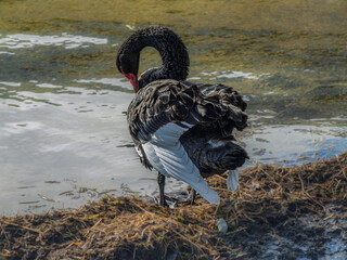 Lake Wendoree Black Swan Grooming Itself.