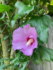 Naklejka premium pink hibiscus flower