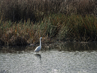 White Egret Stands Next To Reeds