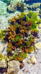 Vibrant Seaweed and Barnacles Mosaic in Rocky Tidepool Illuminated by Sunlight