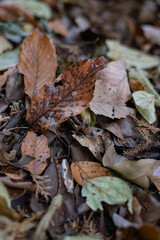 落ち葉が広がる森の中	