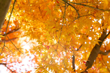 光に照らされて美しい紅葉