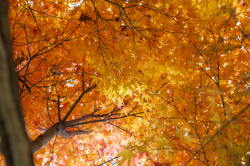 光に照らされて美しい紅葉