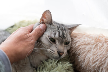 可愛い猫を撫でる飼い主　サバトラ猫	