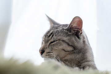 窓辺で眠る可愛い猫 サバトラ猫