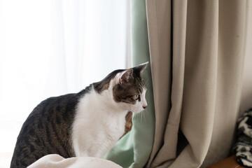窓辺で見つめる可愛い猫　キジトラ白	