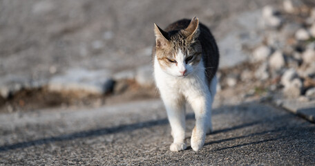 歩いてくる可愛い猫