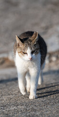 歩いてくる可愛い猫